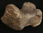 Robust Sauropod (Diplodocus) Metatarsal - Dana Quarry #10139-1